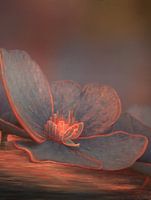 Hydrangea blossom 2a