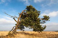 Vliegden op de Hoge Veluwe