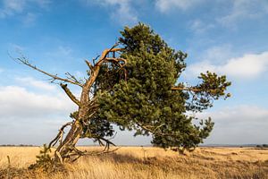 Vliegden op de Hoge Veluwe van Jaap Meijer