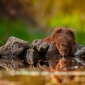 Eekhoorn Dier Squirrel van Patrick Reymer