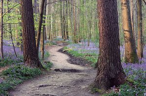 Hallerbos von Bart Ceuppens