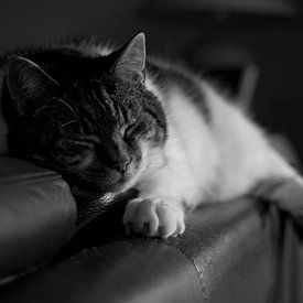 Sleeping cat von Robert Fischer