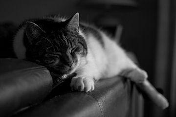 Sleeping cat van Robert Fischer