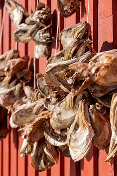 Des têtes de cabillaud sont suspendues pour sécher sur le mur d'une grange des îles Lofoten, en Norvège. sur gaps photography