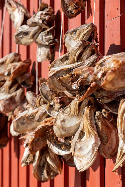 Cod heads hang to dry on the wall of a barn on the Lofoten Islands in Norway by gaps photography