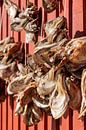 Cod heads hang to dry on the wall of a barn on the Lofoten Islands in Norway by gaps photography thumbnail