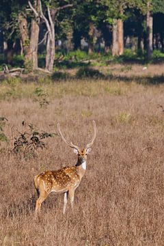 Beautiful big horned deer nd of grass. by Michael Semenov