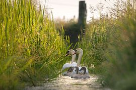 Koppel zwanen met jongen in smalle sloot. van piet douma