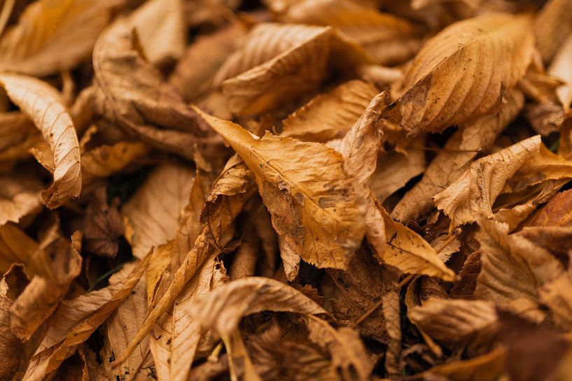 Feuilles d'arbres dans un parc par Lex Overtoom