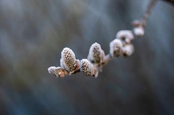 Frosty Elegance of Awakening Nature