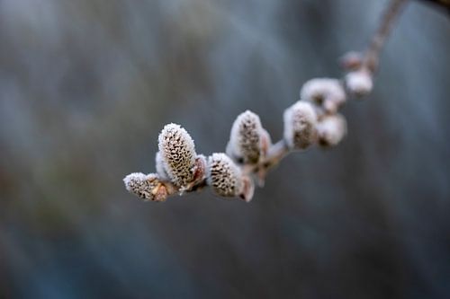 Vorstachtige Elegantie in de Lente