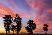 Pink clouds and silhouettes of trees at sunset, Bay of Plenty, New Zealand