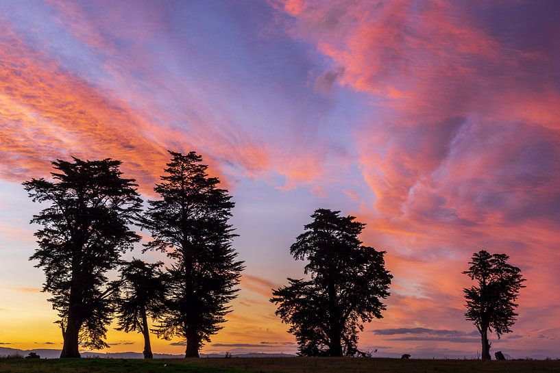 Rosa Wolken und Silhouetten von Bäumen bei Sonnenuntergang, Bay of Plenty, Neuseeland von Paul van Putten