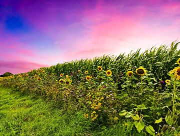Zonnebloemen aan de rand van een maïsveld onder een dramatische hemel van MPfoto71