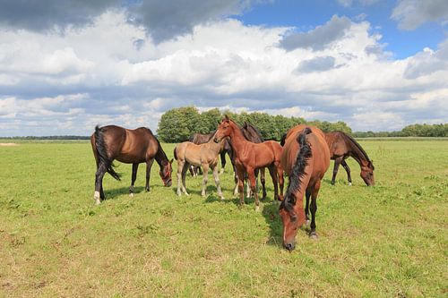 Een kudde paarden met veulens in een weidelandschap