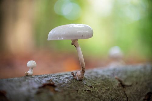 Paddenstoelen Rhenen