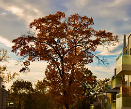 A golden tree by Armanto Brouka