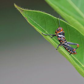 grasshopper by Mieke Verkennis