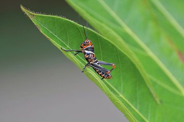 grasshopper by Mieke Verkennis