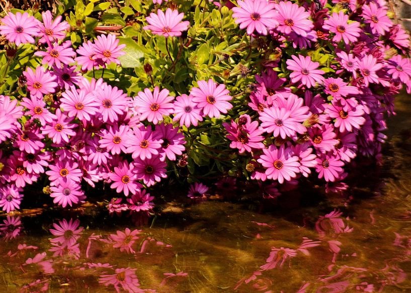 Pink by Suzanna Lasalla