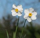 Twee vrolijke narcissen van Margreet Piek thumbnail