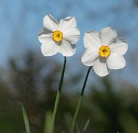Twee vrolijke narcissen