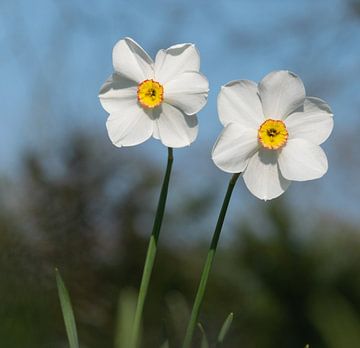 Twee vrolijke narcissen