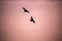 Des corbeaux dans l'air