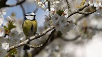 Blue tit in blossom
