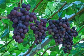 Large bunches of blue grapes in Westland greenhouse by Gert van Santen