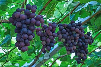 Large bunches of blue grapes in Westland greenhouse
