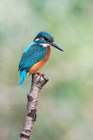 Kingfisher
