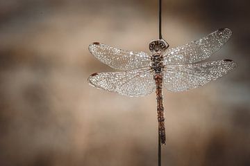Dragonfly van petervanglabbeek