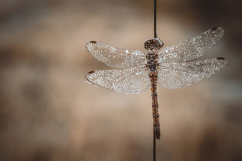 Dragonfly by petervanglabbeek