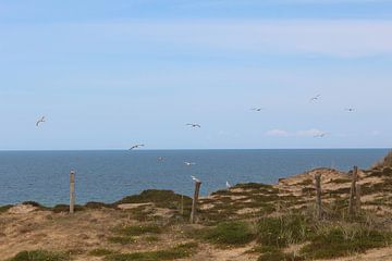 Seagulls on the Red Cliff on Sylt by Martin Flechsig