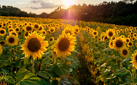 Landschaft mit Sonnenblumenfeld bei goldenem Sonnenuntergang von Milcho Milev