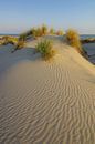 Terschelling - Holland vom Feinsten! von Dirk van Egmond Miniaturansicht