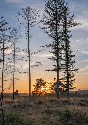 Planken Wambuis part 19