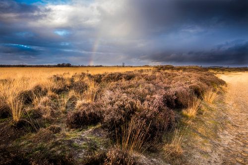 Balloërveld, na de regen.