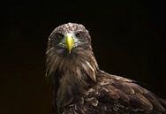 Portret van de Europese Zeearend (2) van Derck Engelbracht thumbnail