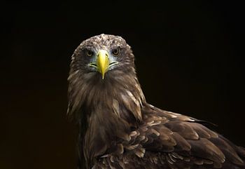 Portrait of the European Bald Eagle