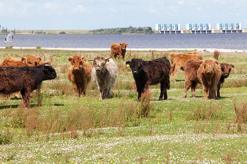 Schotse Hooglanders, Lauwersoog, Natuur, Dieren, Sluizen