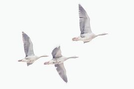 Auf der Flucht von Lavieren Photography