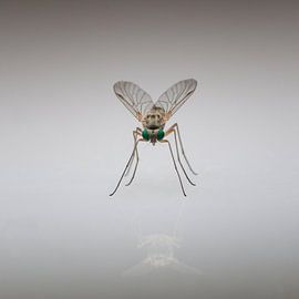 Vliegje by Daan de Vos