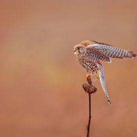 a female kestrel falcon (Falco tinnunculus) in flight taking off from a sunflower by Mario Plechaty Photography