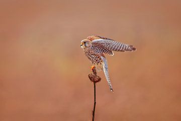 un faucon crécerellette (Falco tinnunculus) femelle en vol au décollage d'un tournesol sur Mario Plechaty Photography