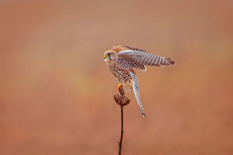 ein weiblicher Turm Falke (Falco tinnunculus) im Flug beim Start von einer Sonnenblume von Mario Plechaty Photography