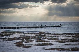 Buhne in Zingst aan de Oostzee, reikend in zee van Martin Köbsch