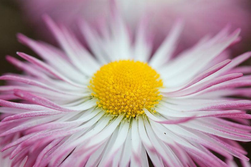 Daisy (Bellis perennis) von Tamara Witjes