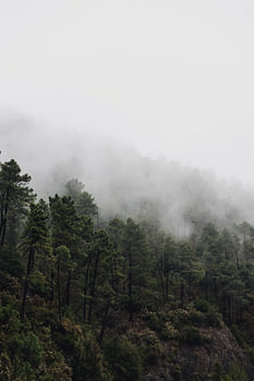 Nebliger Wald